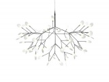   HERACLEUM MOOOI 