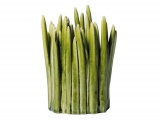 ���� GRASS NORMANN COPENHAGEN �����