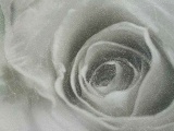 ������� ROSE DG MOSAIC ������