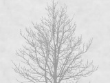 ���� TREE WALL&DECO ������