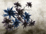 ���� SILVER BLOSSOM WALL&DECO ������