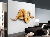 ���� SNAKE ARCHITECTS PAPER� ��������